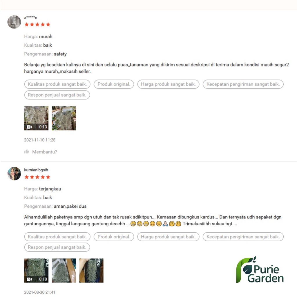 Tanaman Hias  Hidup Gantung Kribo Varigata Callisia Repensi PG KDR