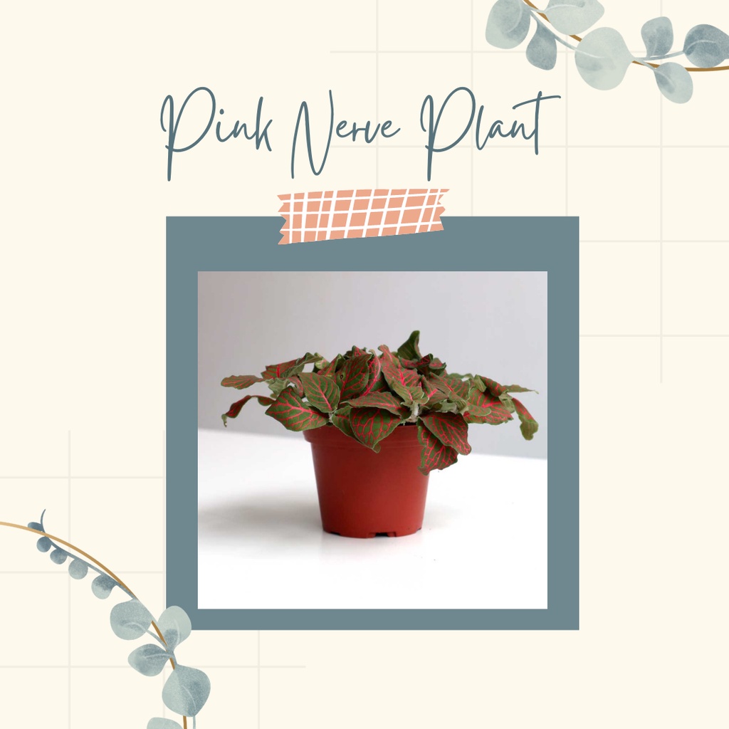 Fittonia Import Tanaman Has Fittonia Pink Nerve Plant Bunga Hias Fittonia Nerve Plant