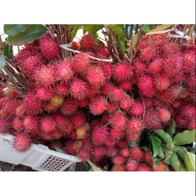 Jual Rambutan Binjai Murah Kg Shopee Indonesia