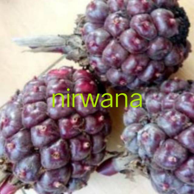 

Honje laka / honje hitam 500gr