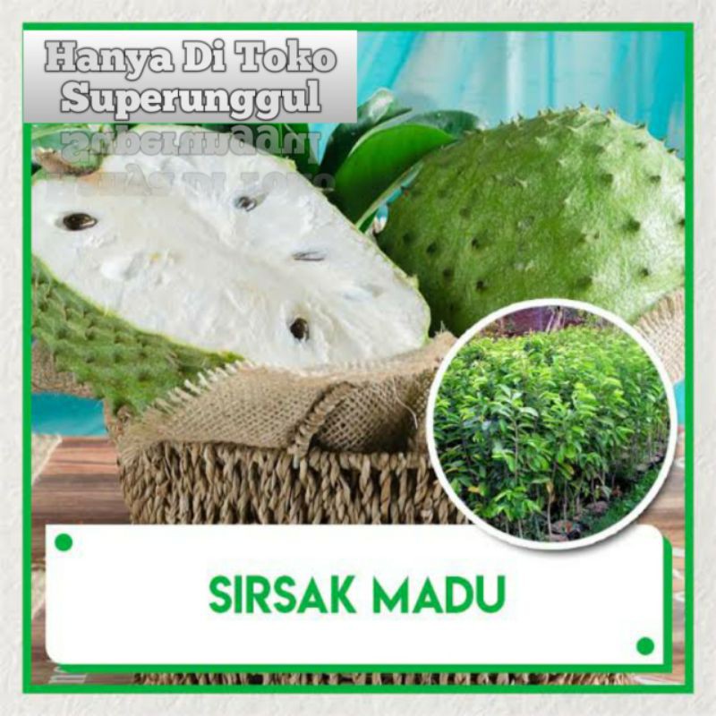 Bibit Sirsak Madu Super Manis