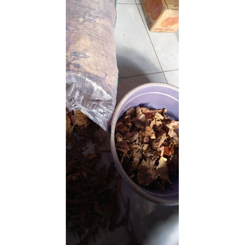 

DAUN KETAPANG OLAHAN