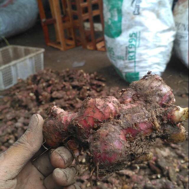 

DIJAMIN ASLI !!! Jahe merah rimpang 500gr Gradz Farm