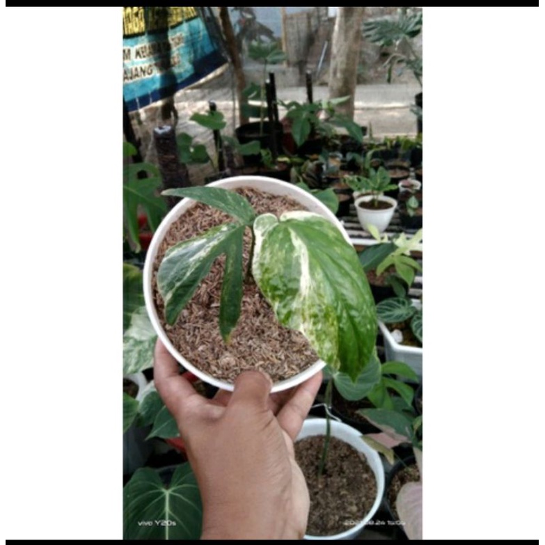 Amydrium Variegata/Amidrium Varigata