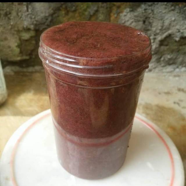 Cacing sutra pakan ikan cupang Fresh