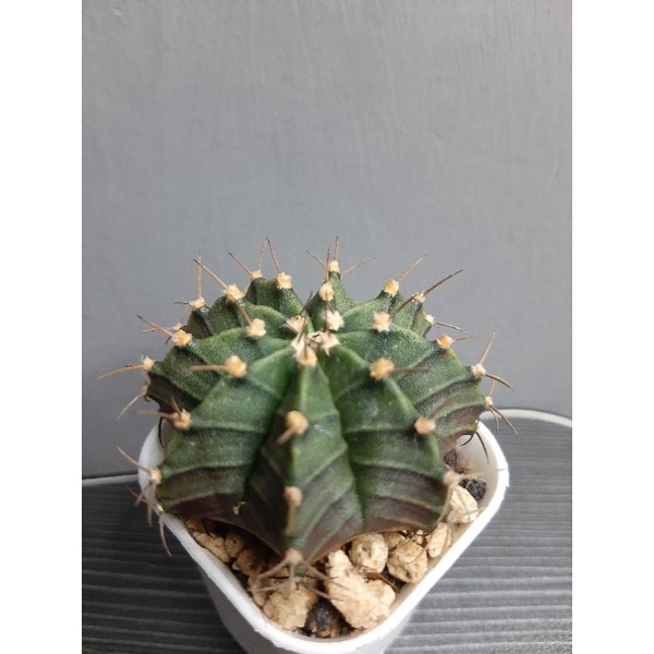 Kaktus LB Hybrid