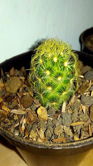 Kaktus Dan Sekulen ( Minimal 30 Packs )