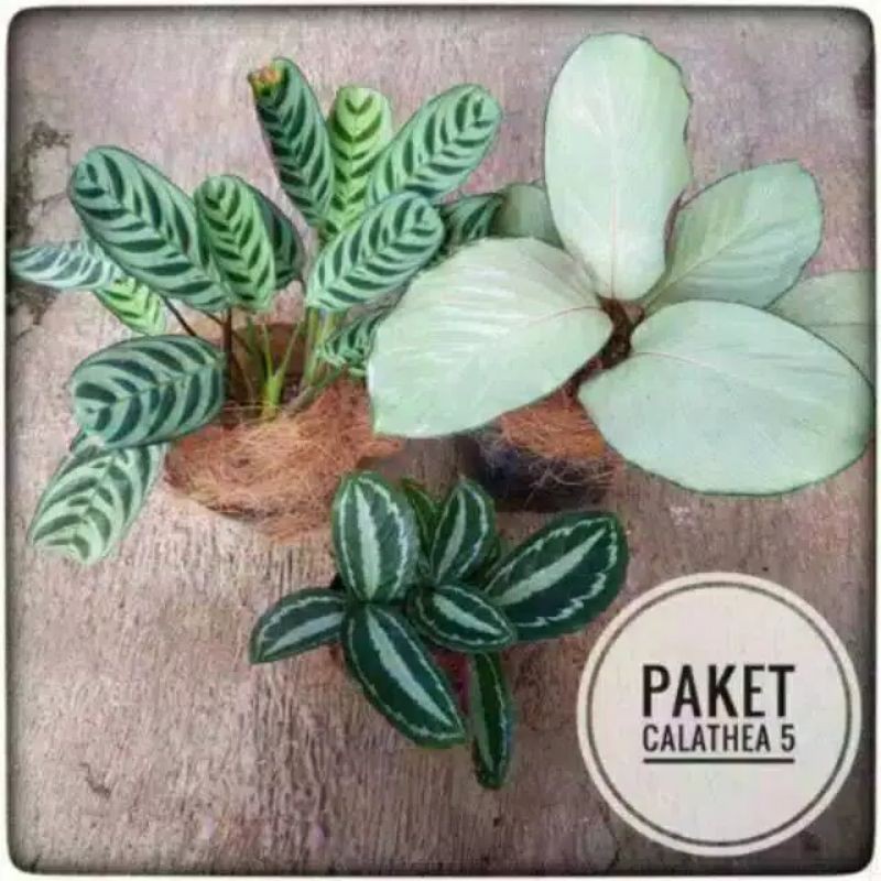 paket 3 tanaman hias calathea tanaman hias calathea