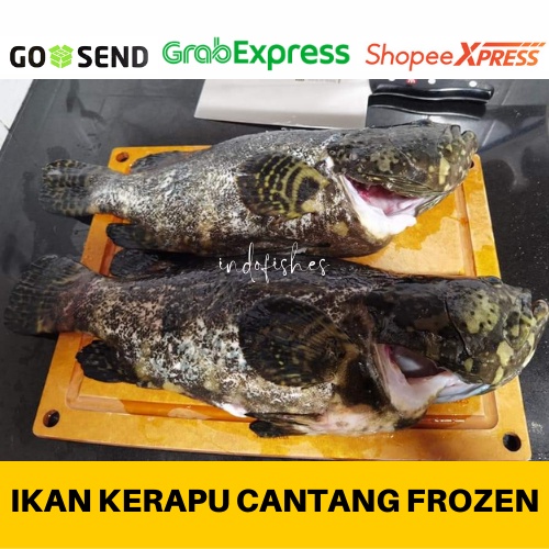 Ikan Kerapu Cantang Frozen