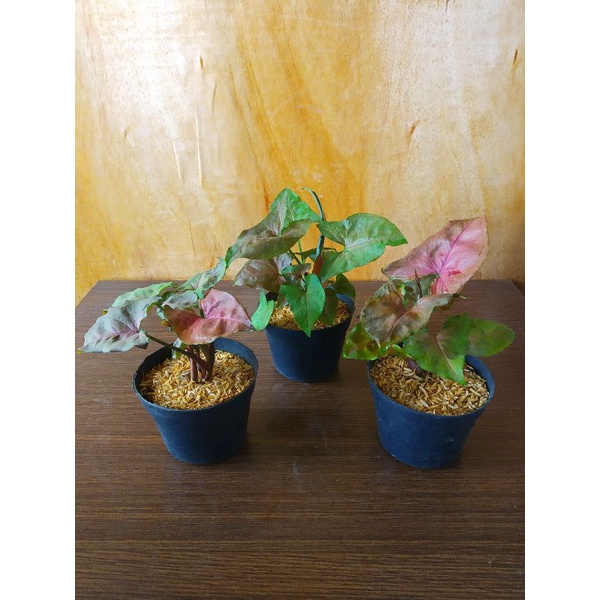 Tanaman Hias Syngonium Maria Alussion Siap Kirim