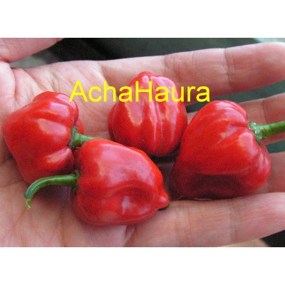 BIJI / BENIH CABE HABANERO