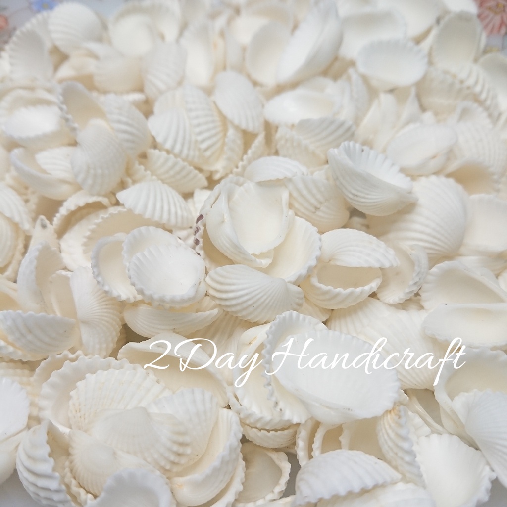 GROSIR 500gram Cangkang Kerang Craft - Kulit Kerang Putih - Cangkang Kerang Putih