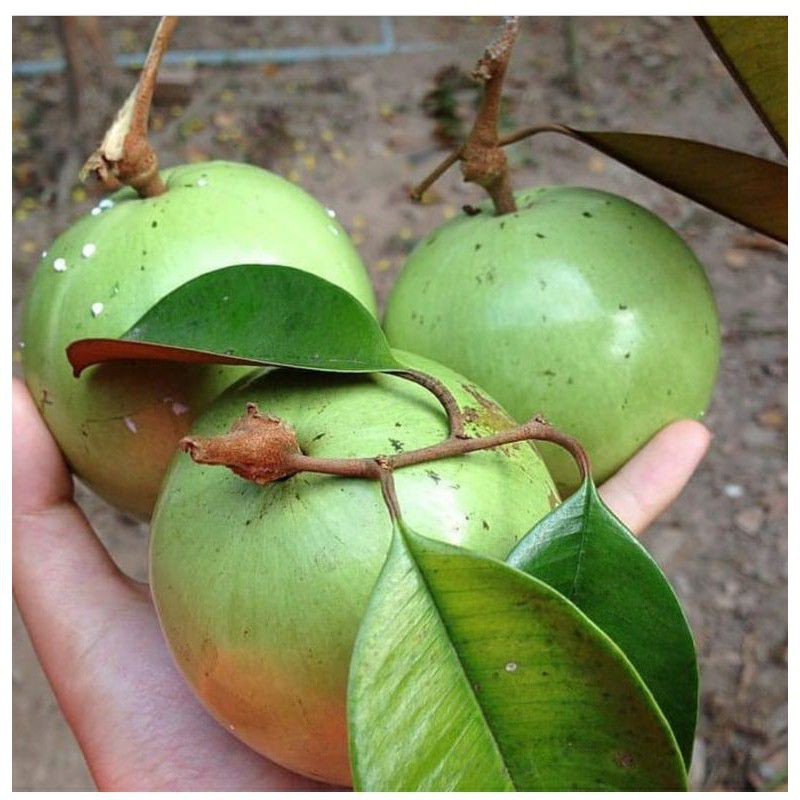 Bibit Tanaman Buah Kenitu Hijau-Bibit Hasil Okulasi-Bibit Buah Kenitu Hijau