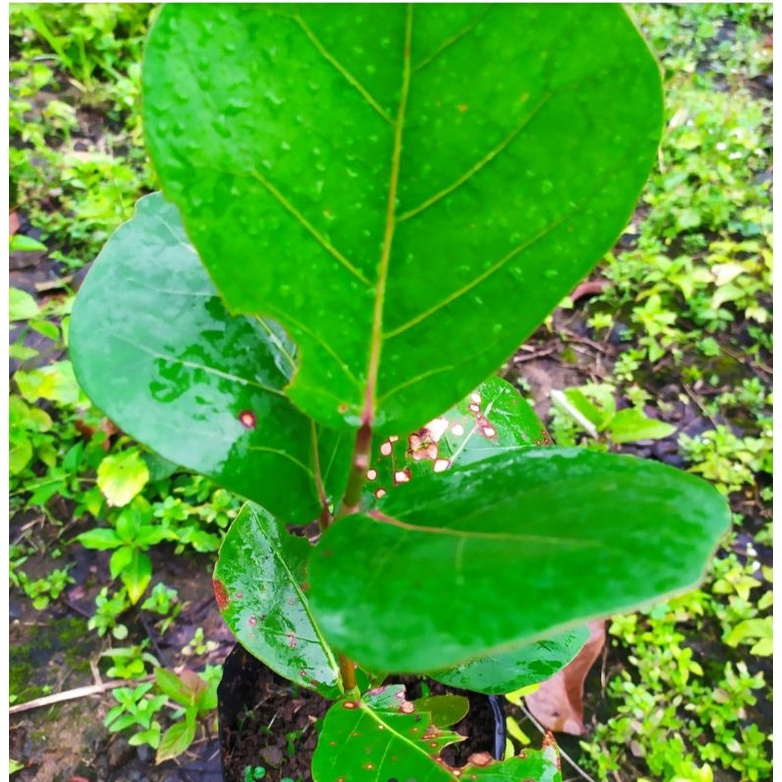 pohon kokoloba anggur laut pelindung