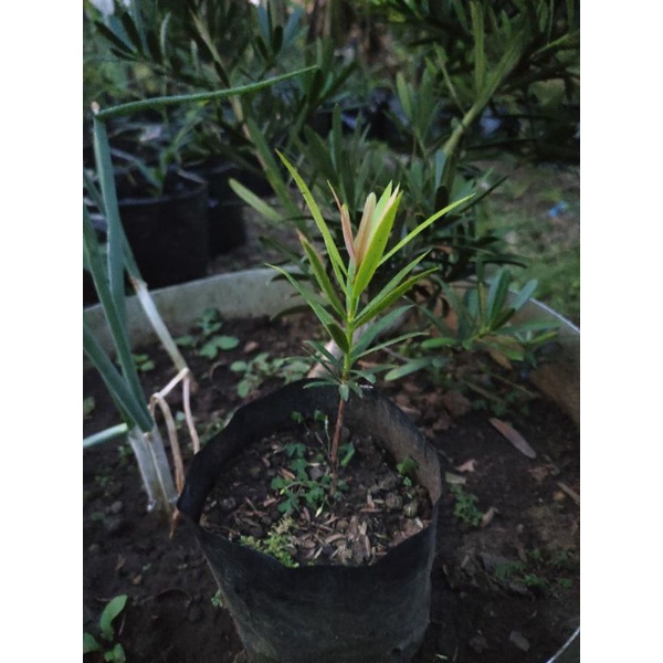 lohansung pucuk merah lohansung pupus merah