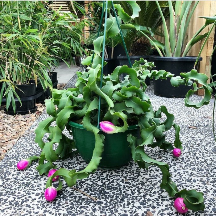 tanaman hias gantung wijaya kusuma keriting - wijaya kusuma unik