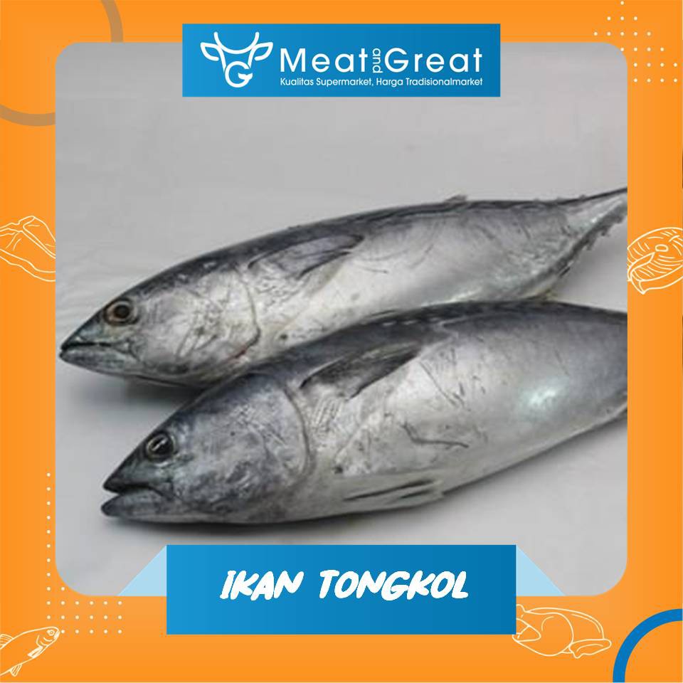 

Ikan Tongkol Segar 1Kg/500g
