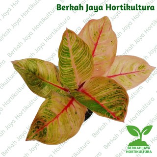  Aglonema  Kresna  Golden Tanaman Hias Aglaonema  Shopee 