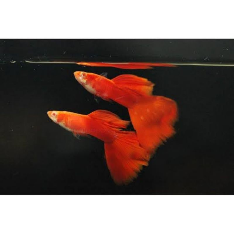 

ikan hias guppy albino full red