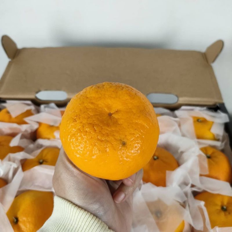 

Jeruk Honey Murcott 1 Kg Fresh