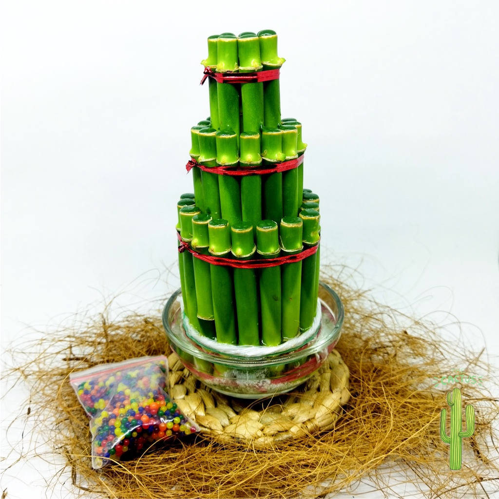 

Hampers Kado Unik Murah Lucu Paket Gift Set Kaktus Sukulen Cowok Cewek
