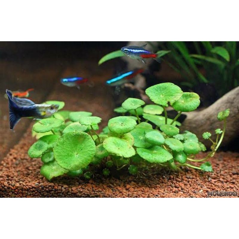 Hydrocotyle verticillata ( Tanaman Aquascape Tumbuhan Air Aquarium)