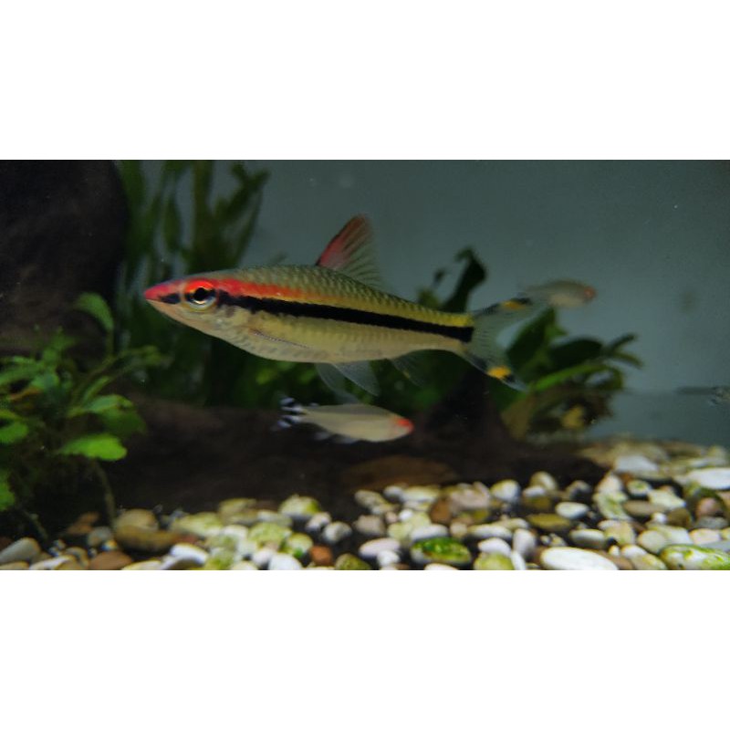 Ikan hias akuarium aquarium aquascape Puntius Denisonii Denison Barb ukuran 7-10cm