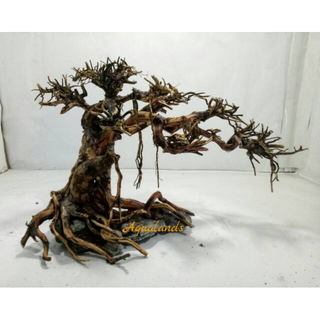 Harga Bonsai Aquascape Terbaik Perawatan Hewan Hobi Koleksi Januari 2021 Shopee Indonesia