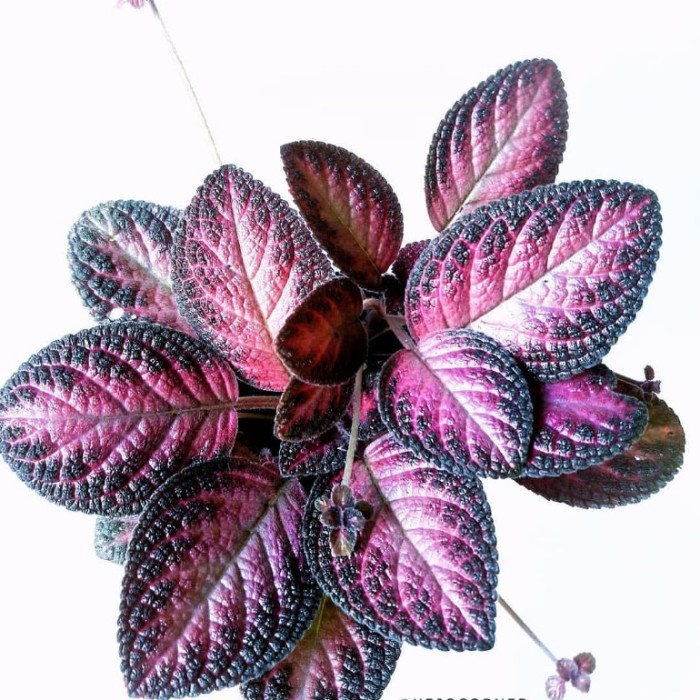 Tanaman Hias Gantung Episcia Bludru Hitam Ungu - Tanaman Hidup - Tanaman gantung