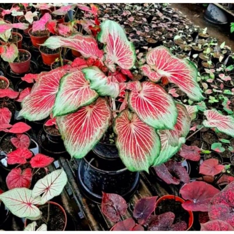 Caladium /Bibit Keladi - Tanaman Hias Keladi