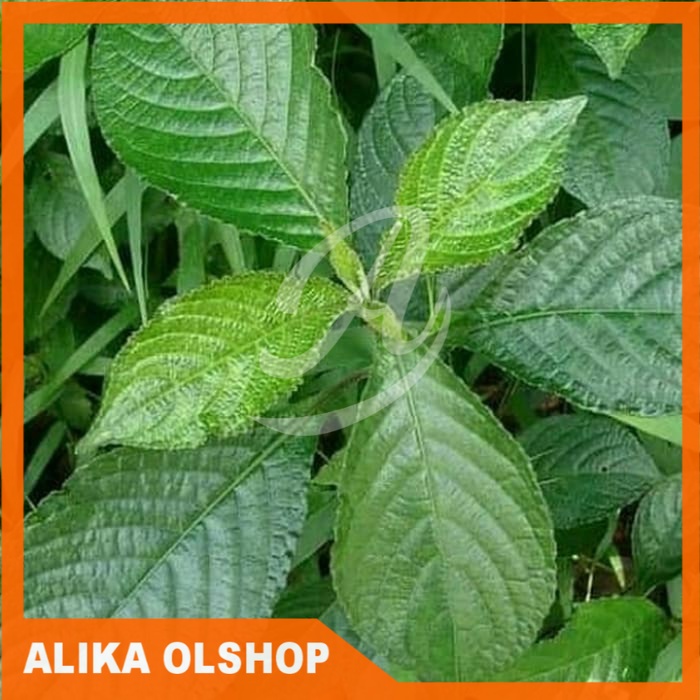 

Daun keji beling segar