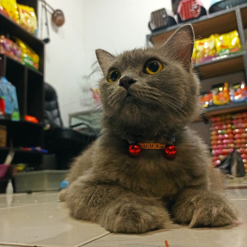 kalung kucing nama bisa custom request nama / Custom nama kalung kucing