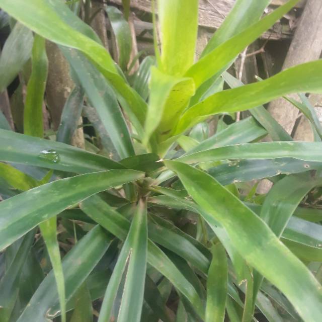 Tanaman suji (pewarna makanan alami)