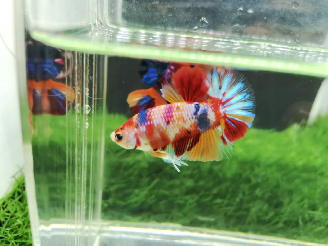 Cupang yellow base multycollour top grade real picture