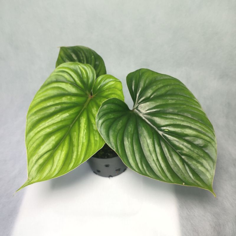Philodendron plowmanii