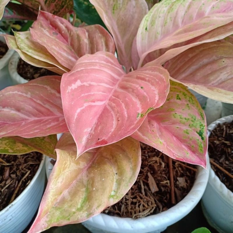 Bibit Bonggolan Aglonema Bidadari Mutasi