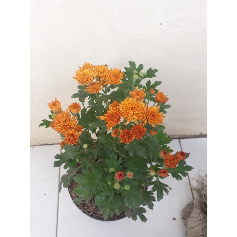 KRISAN ASTER WARNA RANDOM COD MURAH | TANAMAN HIAS MURAH BERBUNGA KRISAN ASTER 250g