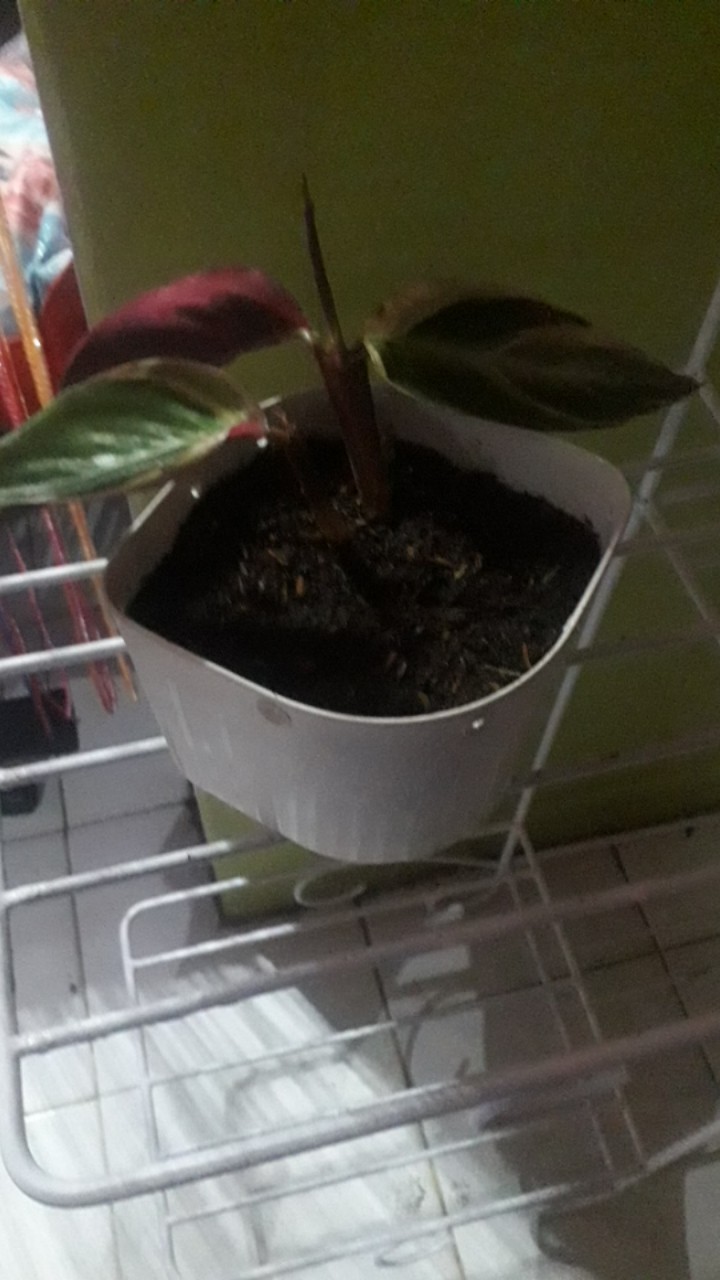 Tanaman Hias Bunga Calathea Multicolour, Tricolor Atau Meranti Bali Murah