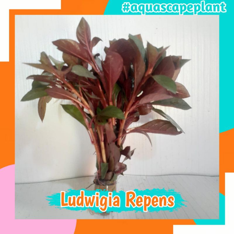 ludwigia repens tanaman aquascape - tanaman air aquarium - tanaman hidup aquarium full air