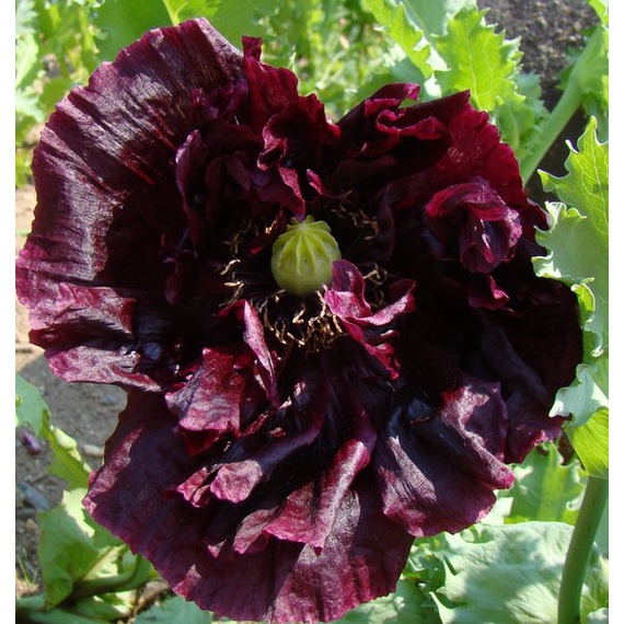 Benih Bibit Biji - Bunga Poppy Papaver Somniferum Black Peony Flower Seeds - IMPORT