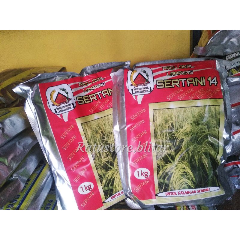 BENIH PADI TERMURAH|GROSIR BENIH PADI| BENIH PADI UNGGUL|BENIH PADI SERTANI 14|BENIH PADI LOKAL|BENI