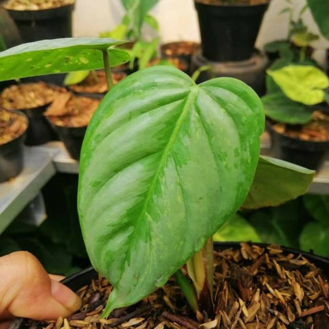 Tanaman Hias Philodendron Sodiroi Variegata Shopee Indonesia