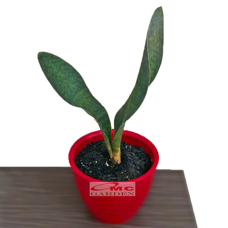 Lidah Mertua Sansevieria Sansivera Masoniana Centong Jumbo Giant P2030