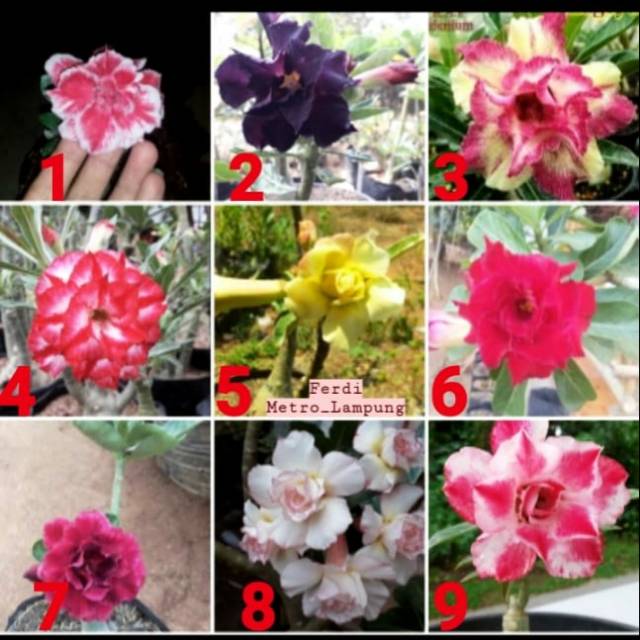 Bibit Adenium Tumpuk size A
