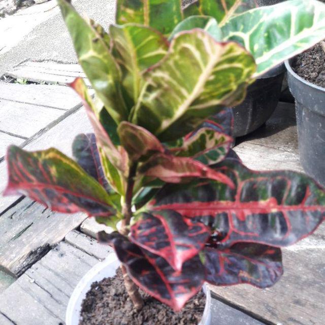 Tanaman Hias Puring Kura Kura Medium