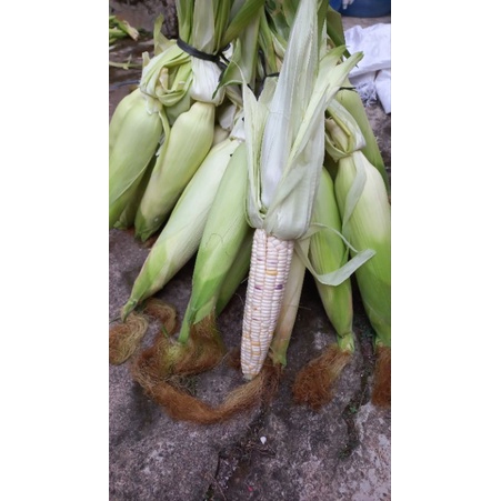 

jagung ketan