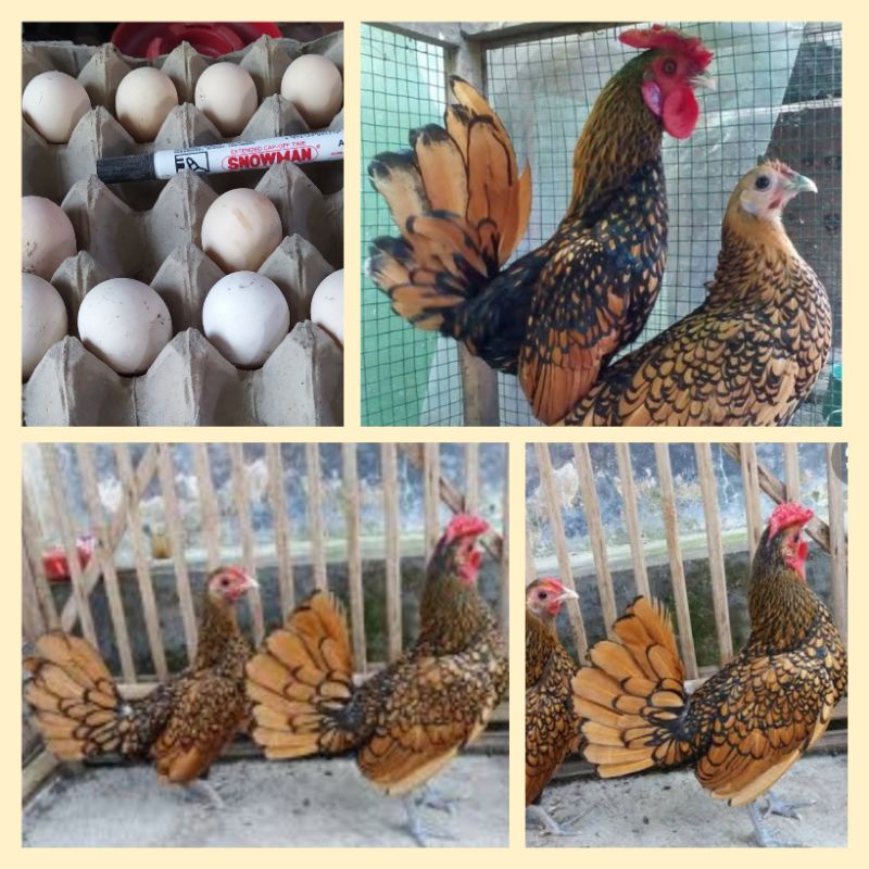 TELOR AYAM HIAS BATIK KANADA, HARGA UNTUK/6 BUTIR AYAM. EXOTIC, AYAM VIRAL, AYAM PALING DI MINATI, A