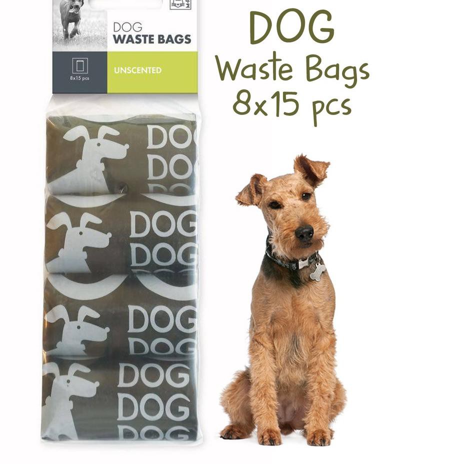 corgis up for adoption