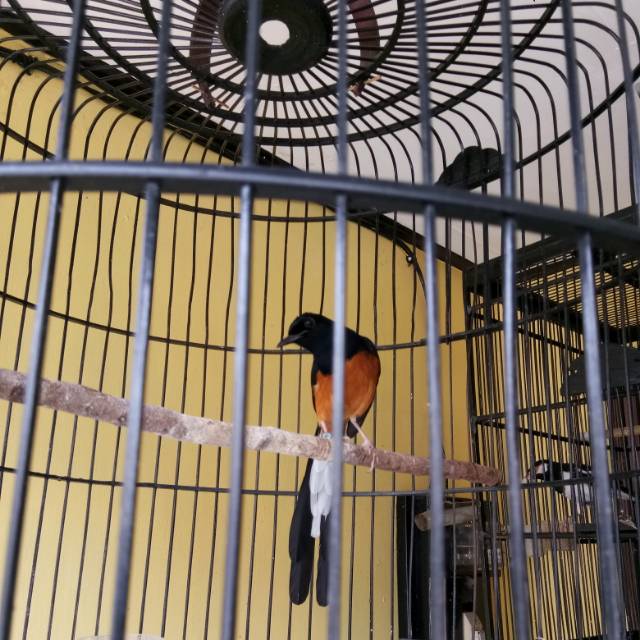 Burung Murai Batu Medan Shopee Indonesia