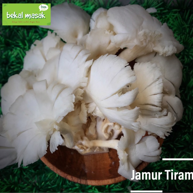

Jamur Tiram
